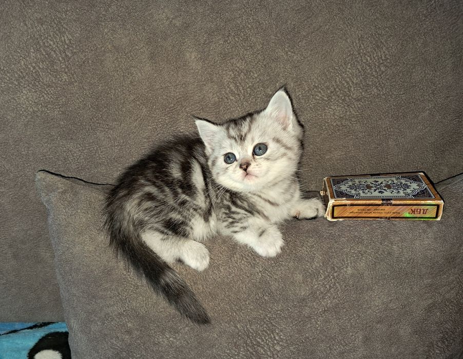 Котёнок. Девочка.  Скоттиш Страйт