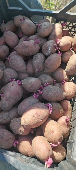Продам семенную картошку. Красная,  вкусная.