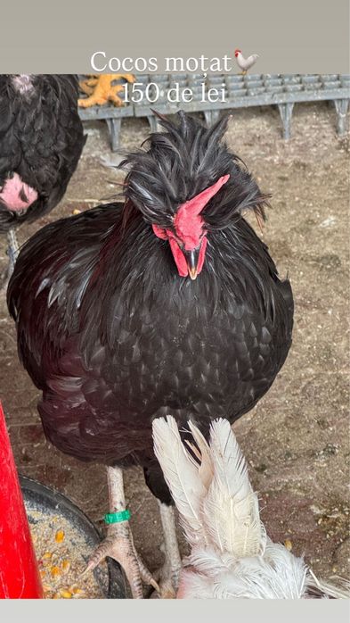 Cocoși de rasă – Moțați, Wyandotte, Ameraucana, Păduană, Australorp