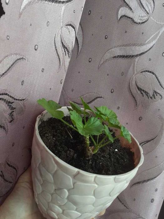 Продам недорого или обмен