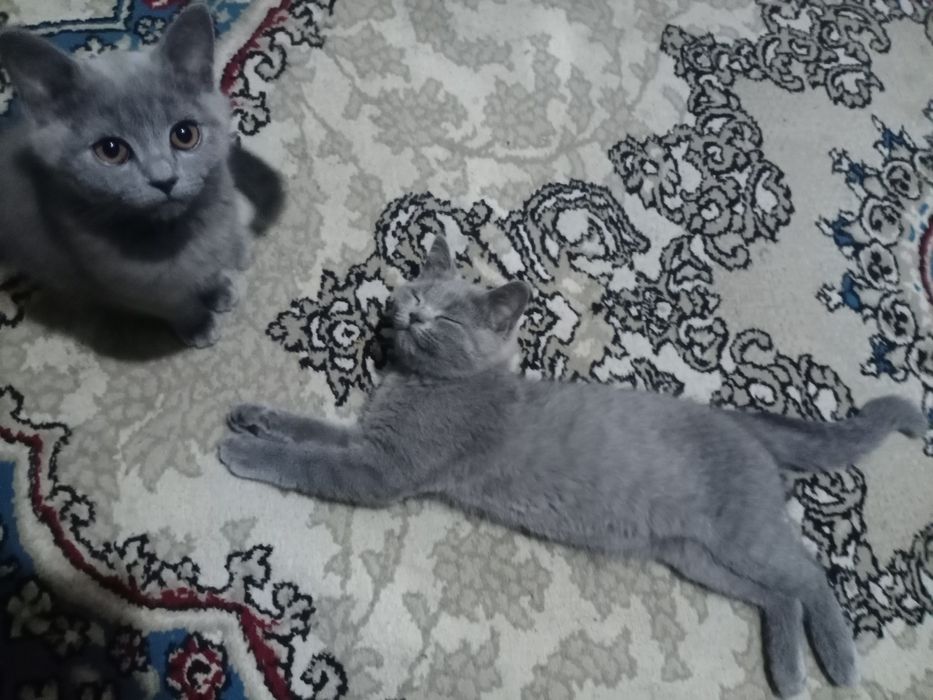 Срочно котята породы Скоттиш Страйт