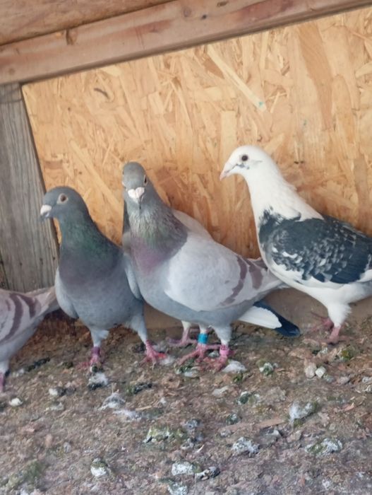 Vind porumbei voiajori la un preț bun