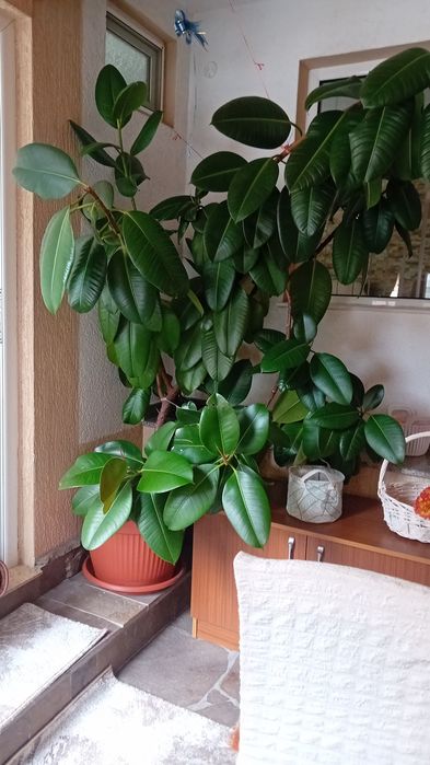 Фикус  бенджамин