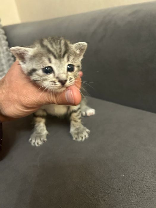 Отдам котят в добрые руки