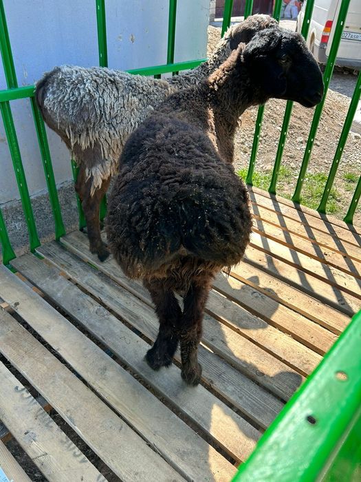 Қощқарлар сатылады