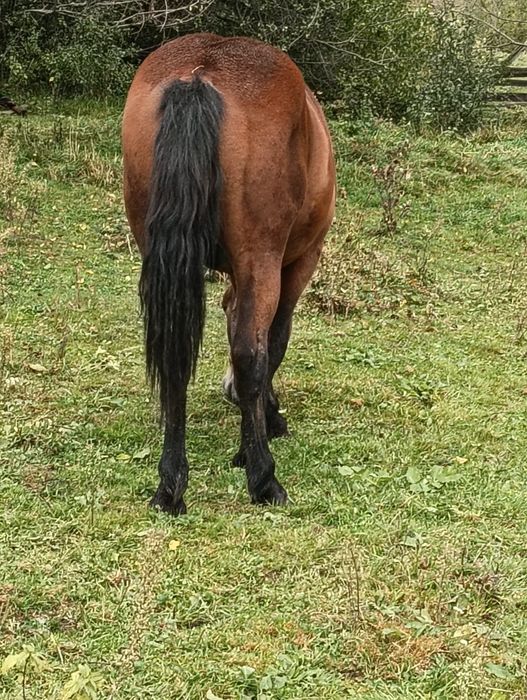 Vând mânz de un an și 4luni relații al Nr de telefon