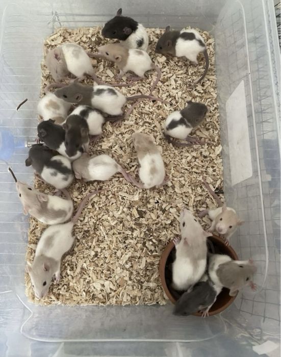 Vand sobolani dumbo de companie