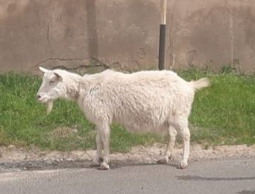 Орыс ешкісі сатылады