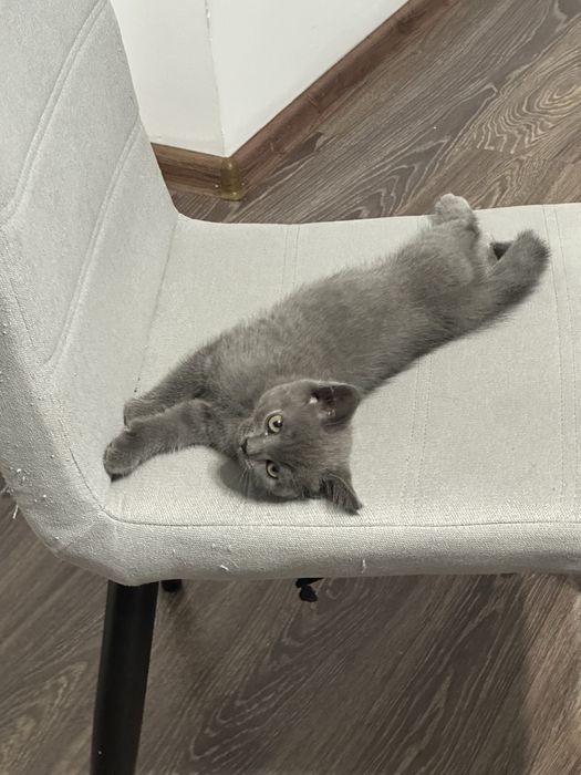 Котята Британские