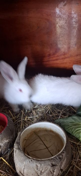 Vând pui de iepuri Uriaș de Transilvania