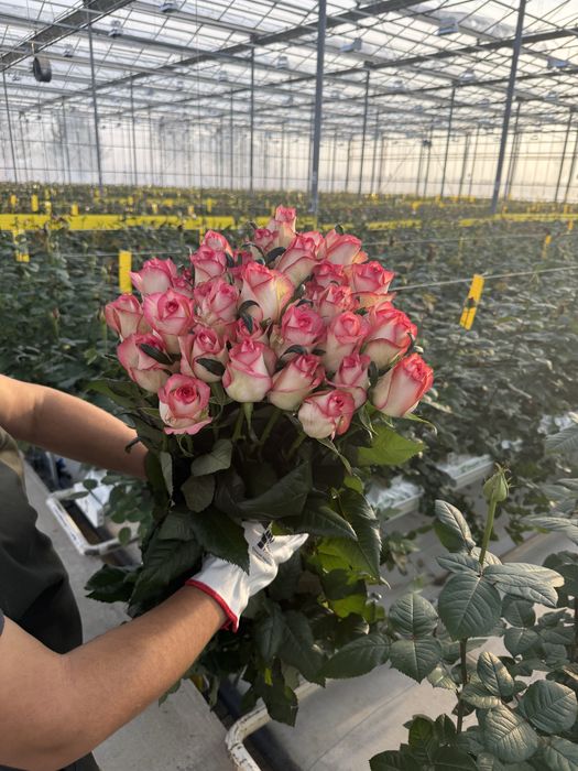 Цветы на прямую с теплицы