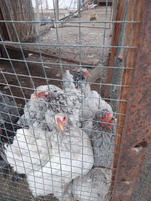 Акция и скидка Брама (Турция)