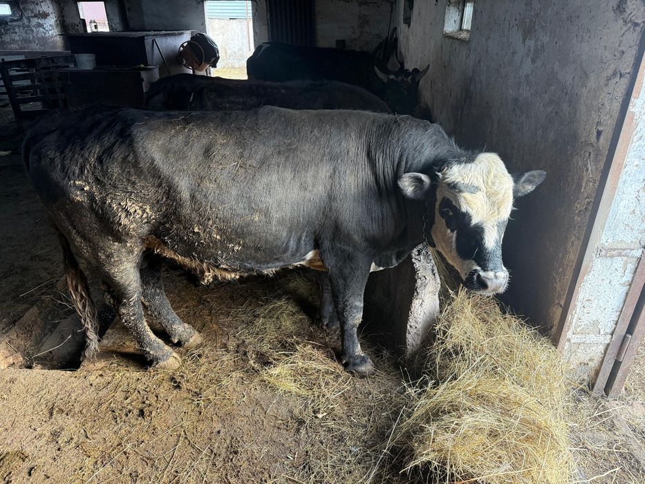 Продам бычка упитанный