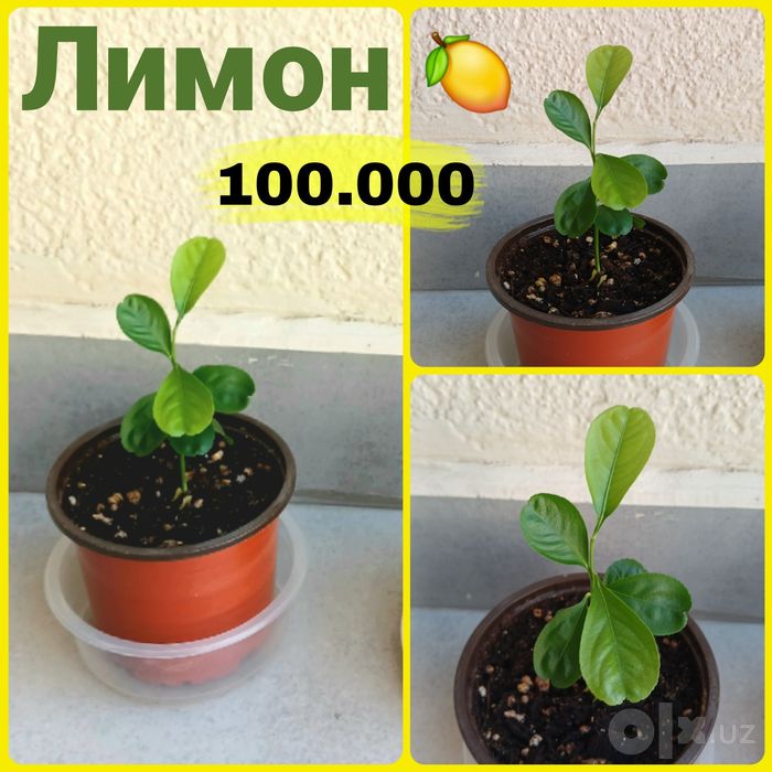 Экзотические растения в горшках: саженцы авокадо, лимон, мандарин