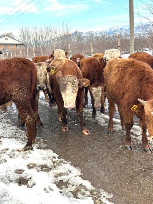 Продам бычков породистые