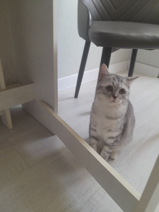 Отдам бесплатно в хорошие руки