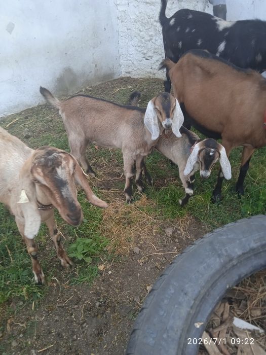 Capră anglonubiană cu un țăpuc