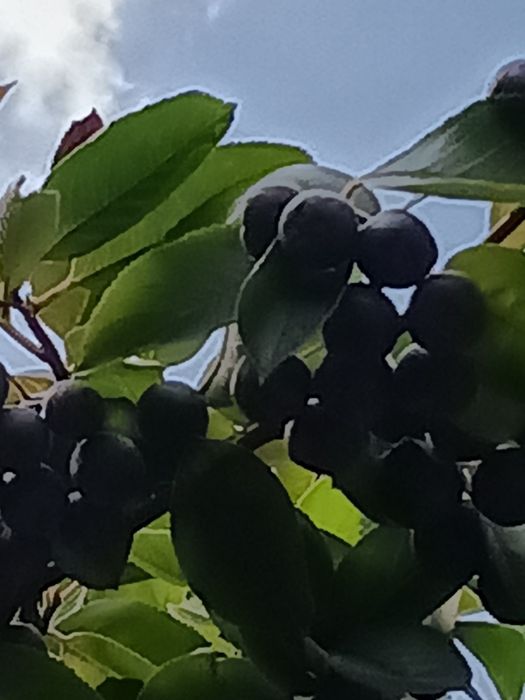 Арония фиданки , разсад