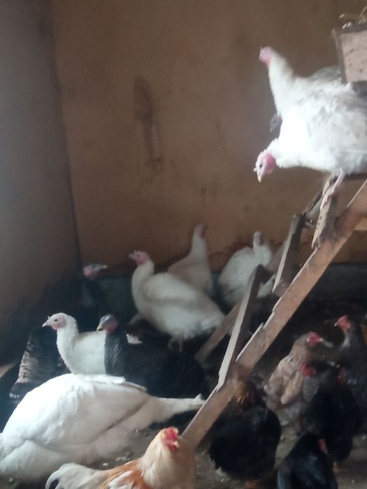 Индюки продам один индюки и девять индюшек .