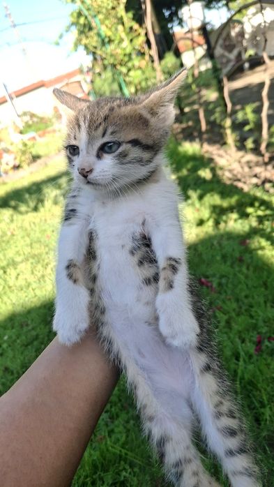 Подарявам мъжко котенце