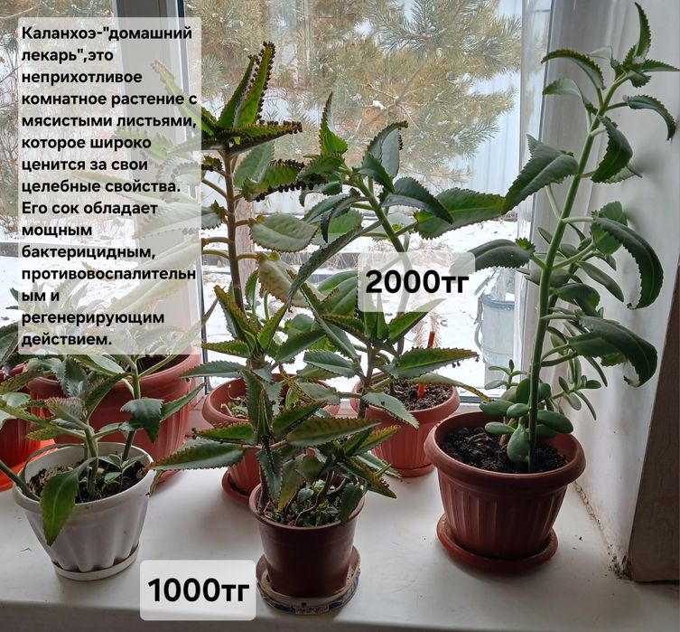 Комнатные растения