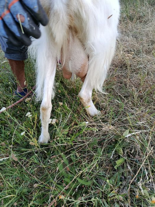 Vînd capre de rasă
