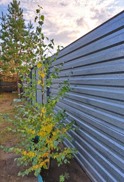 Саженец    березы