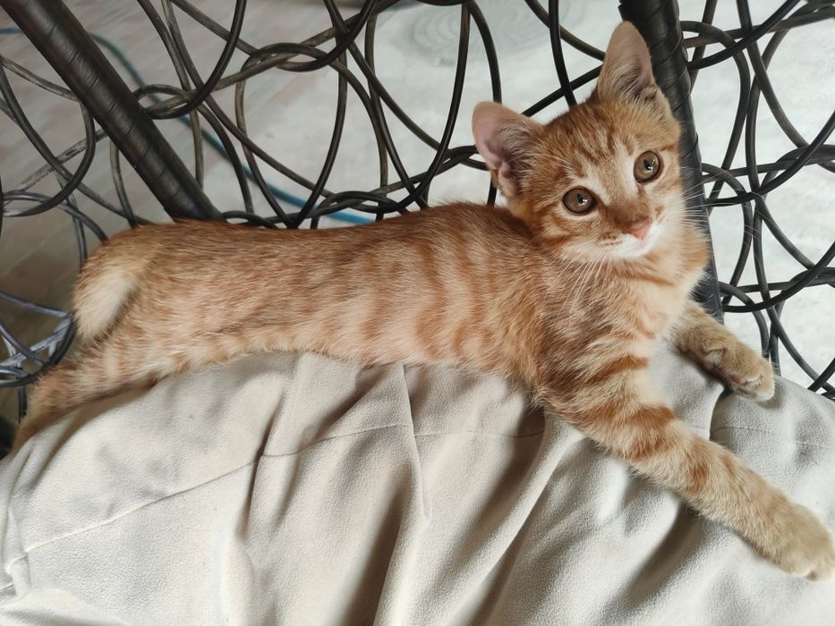 Котята, бесплатно