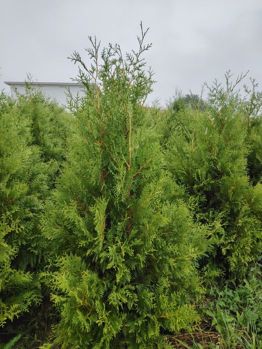 Туя Брабант Смаракт