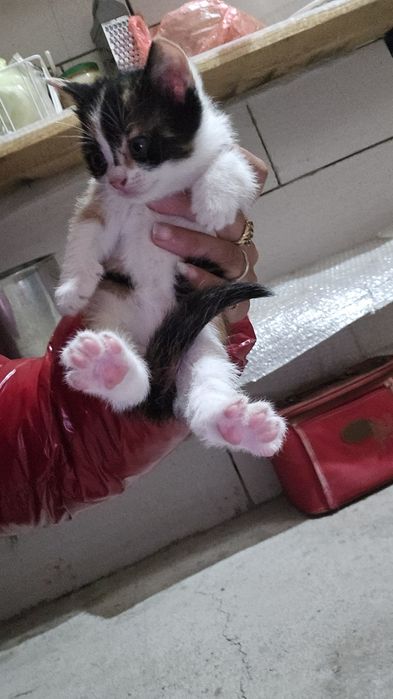 Pisici mici de adoptat