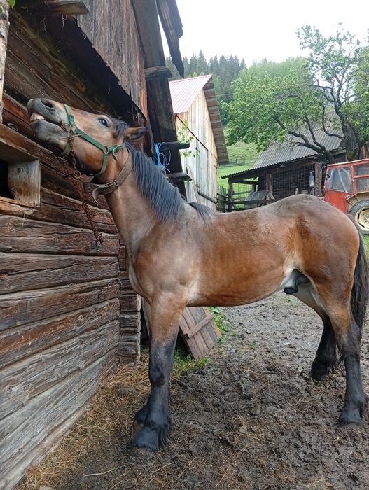 Vând mânz 1 an și o lună
