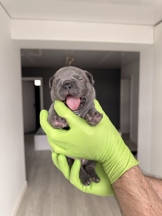 Bulldog Francez Luxurious Frenchie House