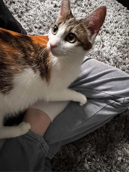 adoptie pisica 10 luni + 3 puiuti