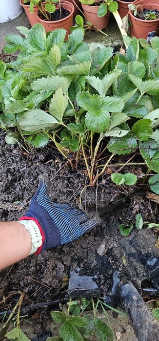 Stoloni capsune tot anul se pot planta oricand unifere amandine