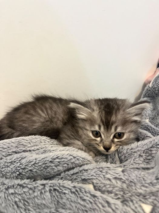 Котята от Шотландской кошки