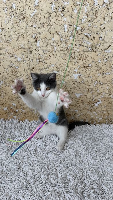 Котенок, девочка, 3,5 месяца