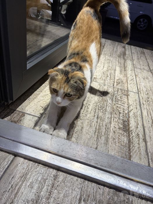 Котёнок отдается в хорошие руки