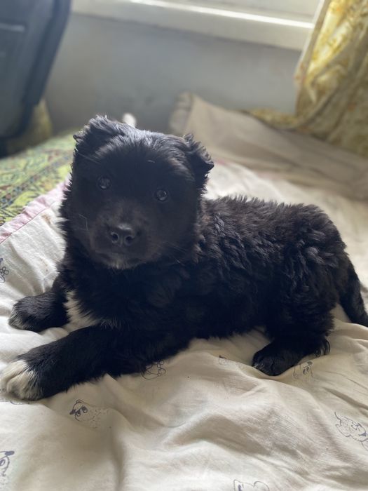 Отдам в добрые руки малышку