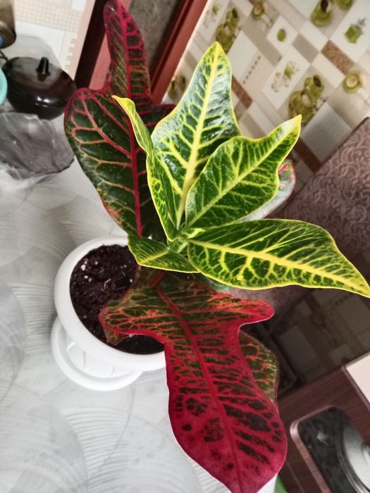 Кротон цветок продам