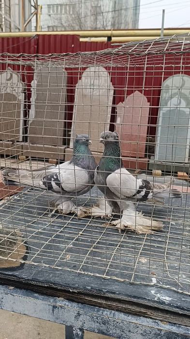 Голуби пара удов