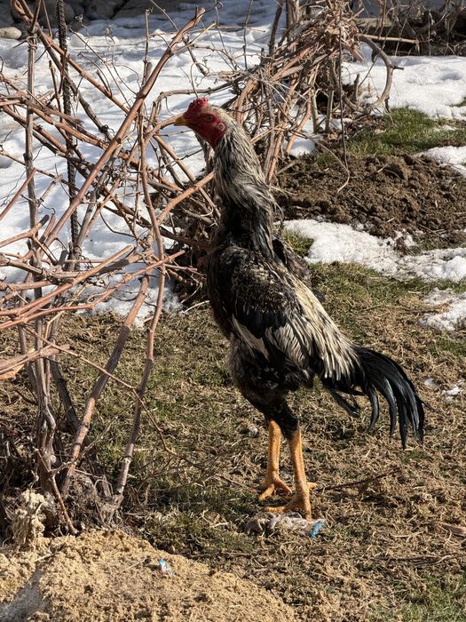 Дакан қораз сатылады