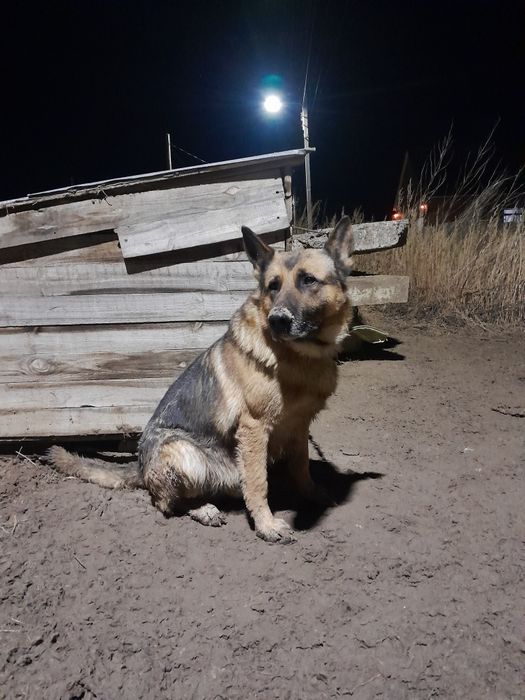 Продам Щенков Немецкой Овчарки