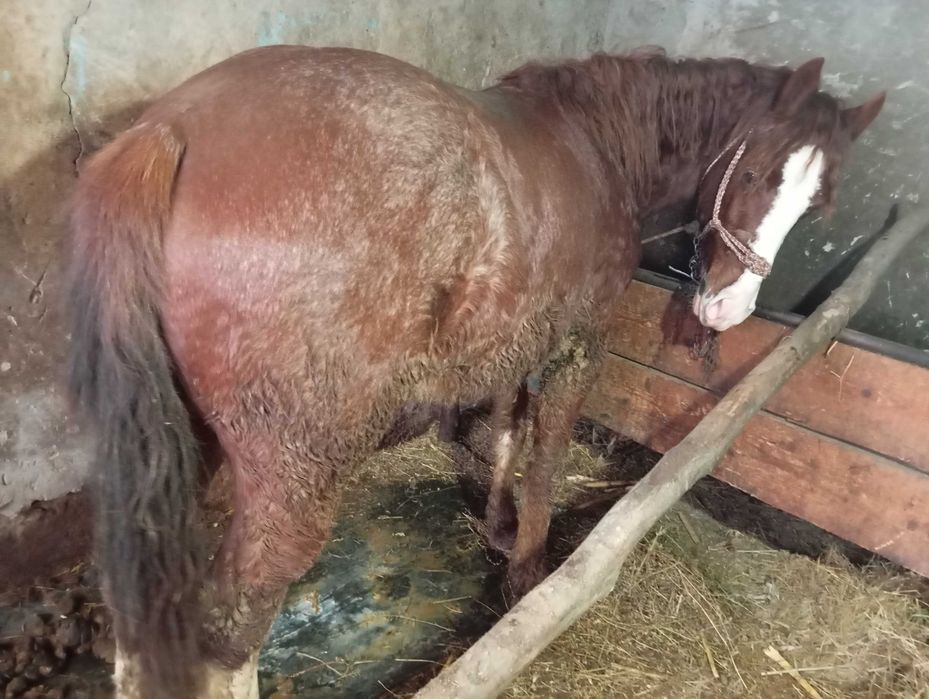 Vând mânz de 2 ani