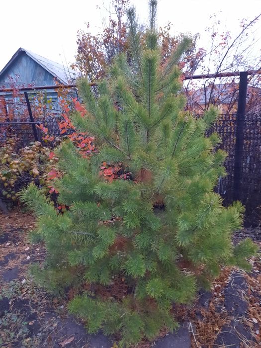 Продам живую сосну