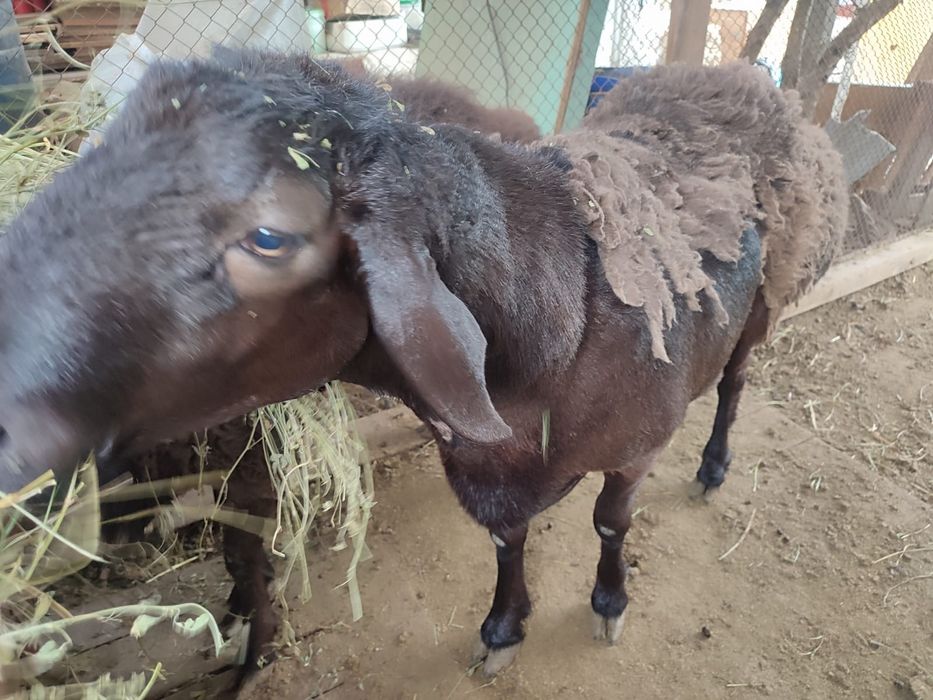 Кошкар сатыдады 250000 Байсерке де. Тур