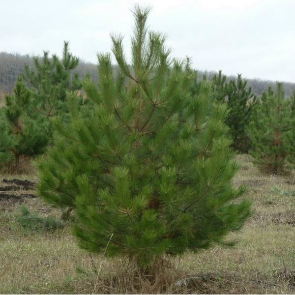 Продаётся крымская сосна