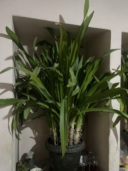 Gul bor narxini kelishamiz