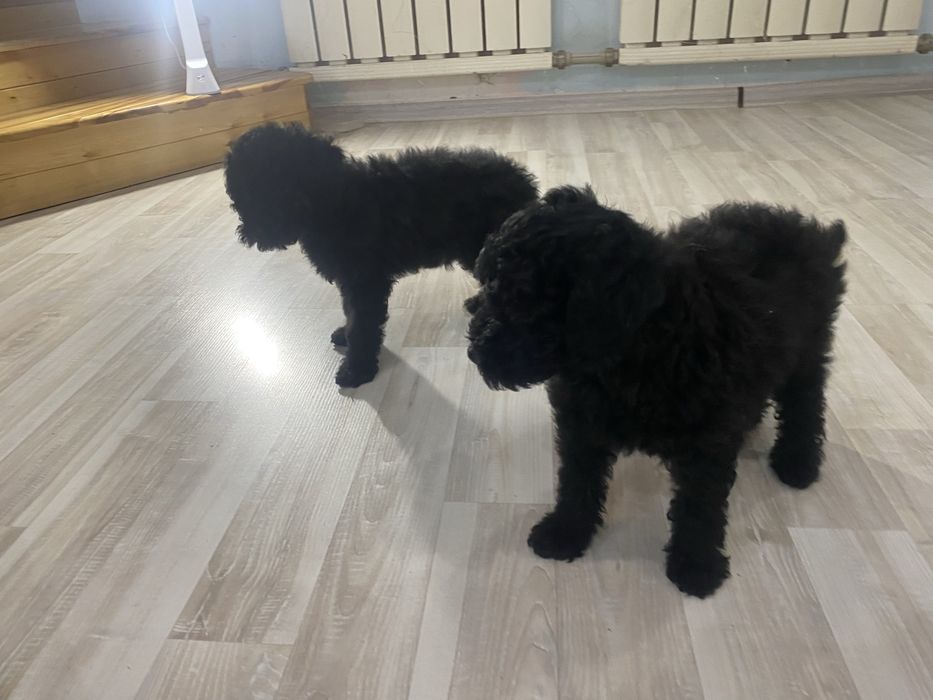 Щенки той пудель мальчики