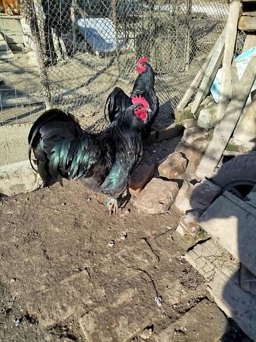 Ofertă!!!   Cocoși australorp