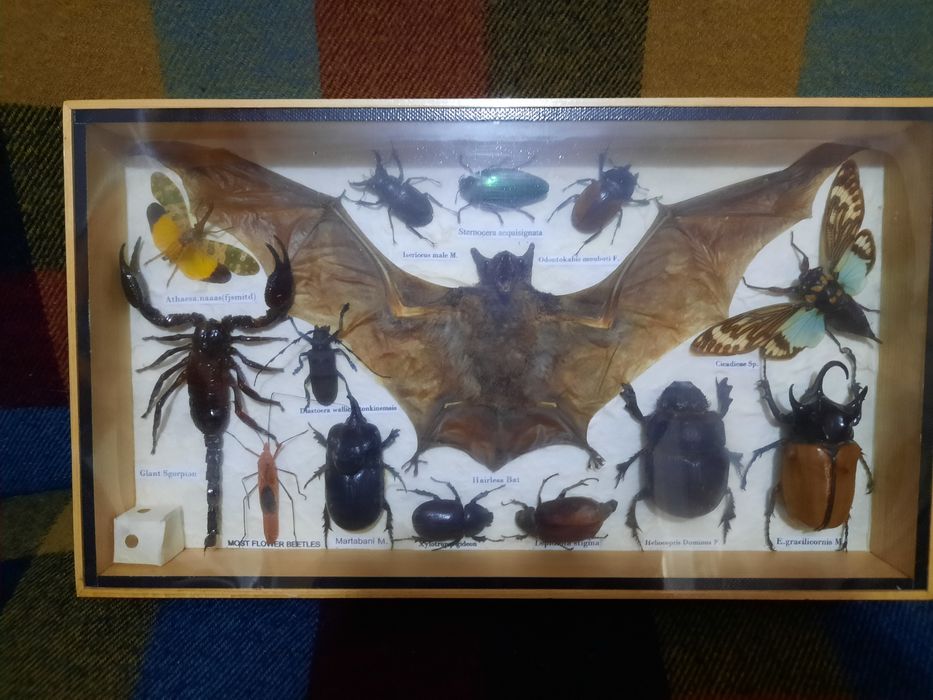 Коллекция высушенные насекомые.